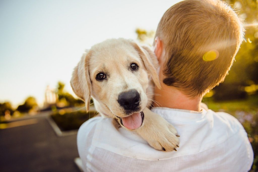 Accueillir un chiot