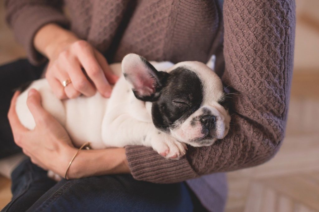 accueillir un chiot