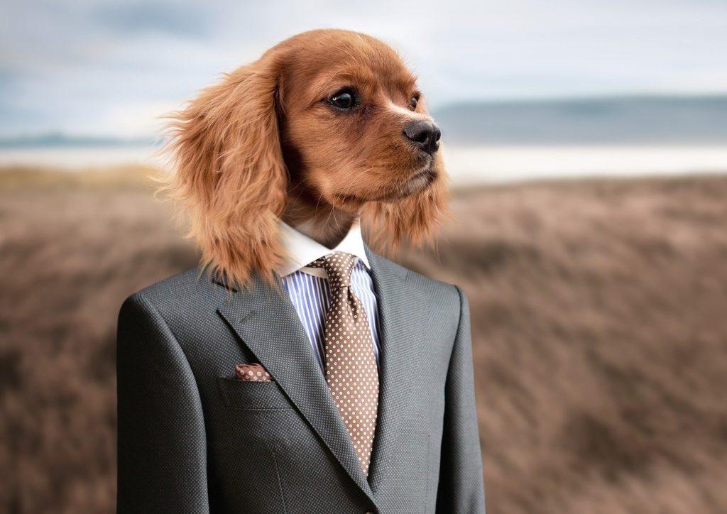 accueillir un chiot