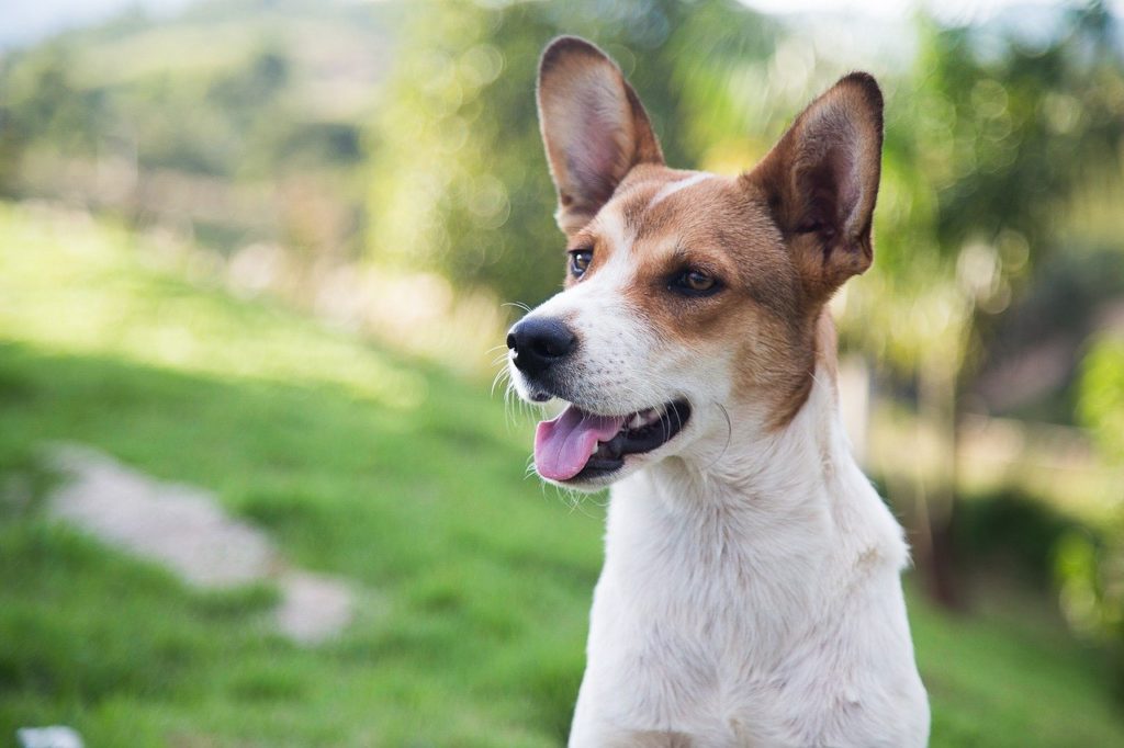 Adopter un chien