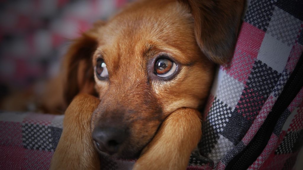 accessoires chiot
