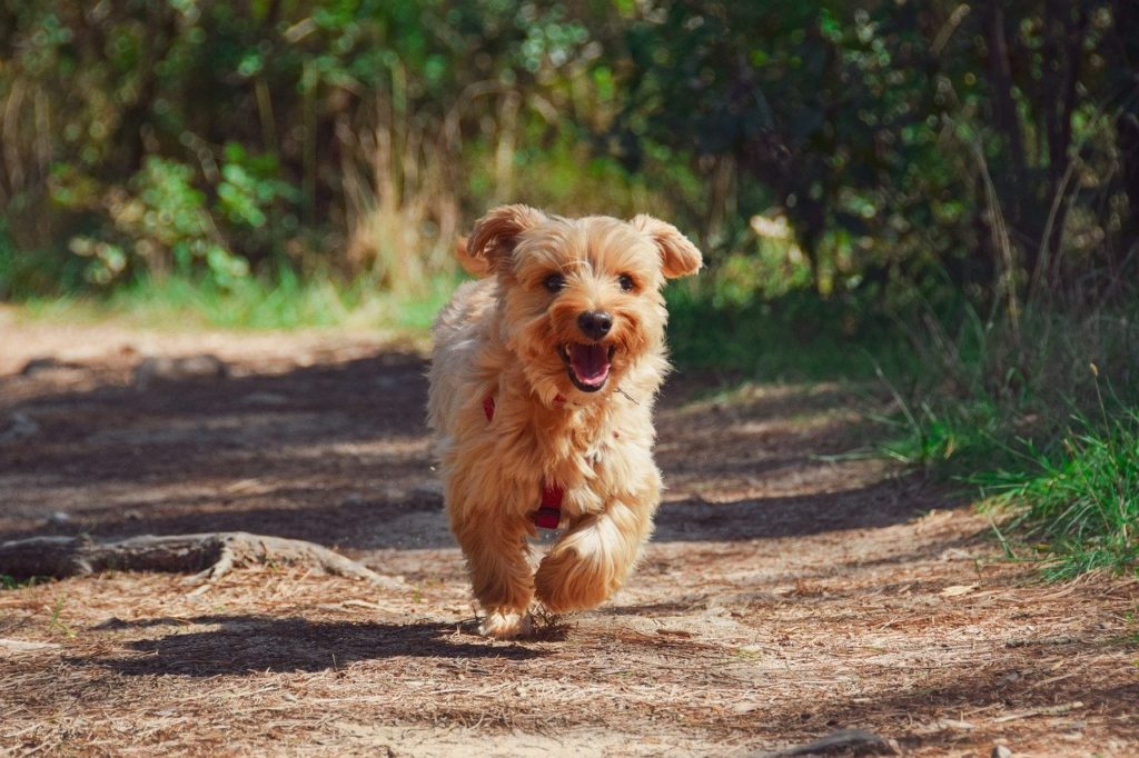 alimentation chiot