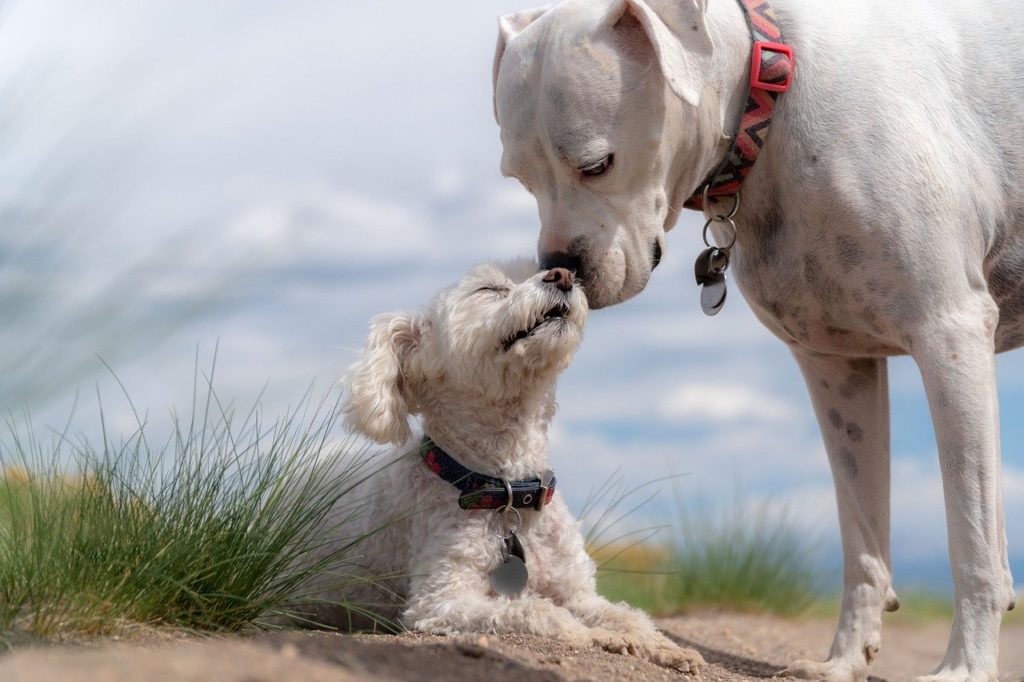 accueillir un chiot