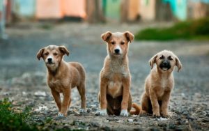 alimentation chiot