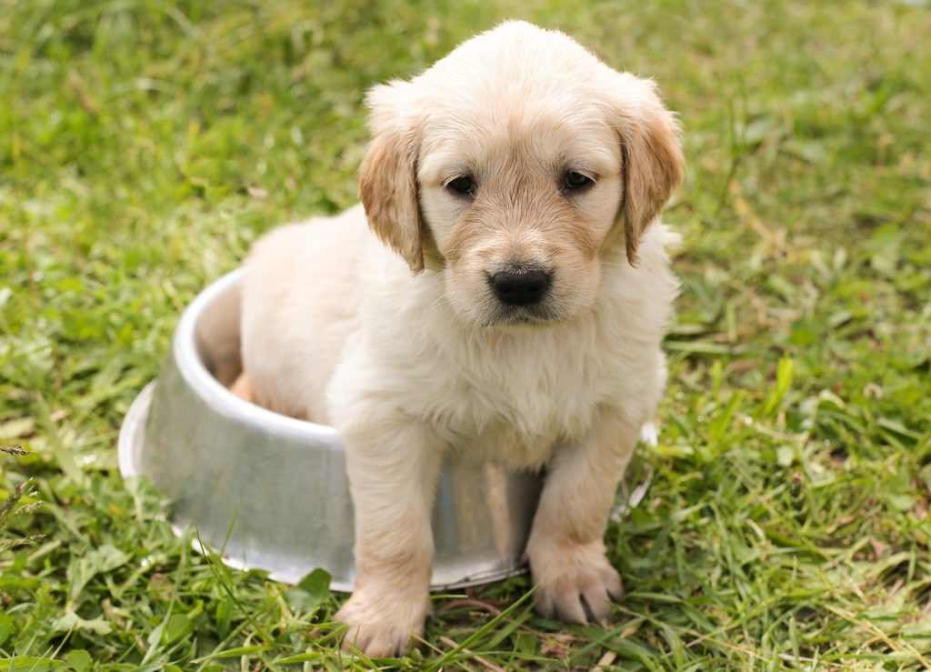 accessoires chiot
