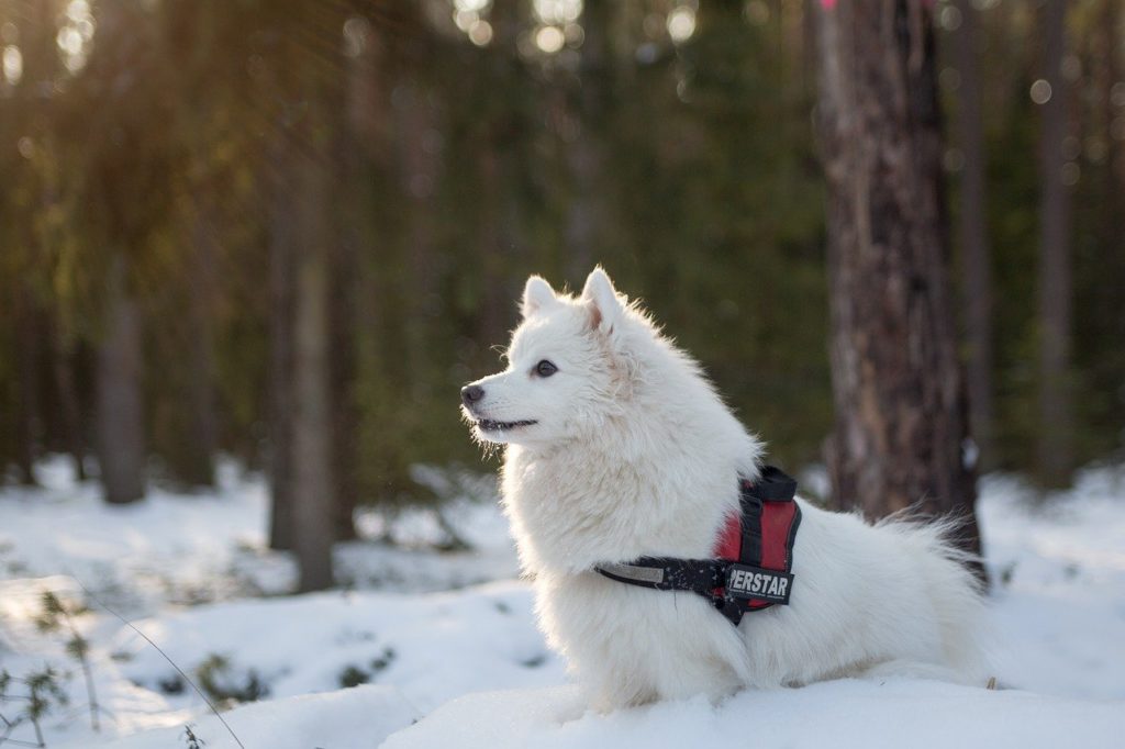 accessoires chiot