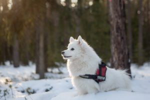 accessoires chiot