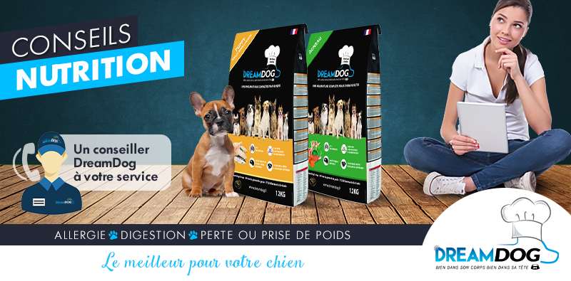 Conseils nutrition chien