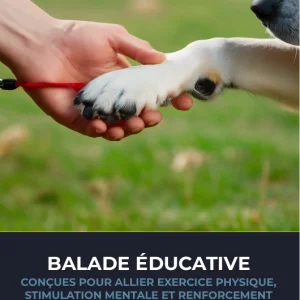 Balades éducatives : alliez plaisir et apprentissage pour votre chien ! 🐕🎓