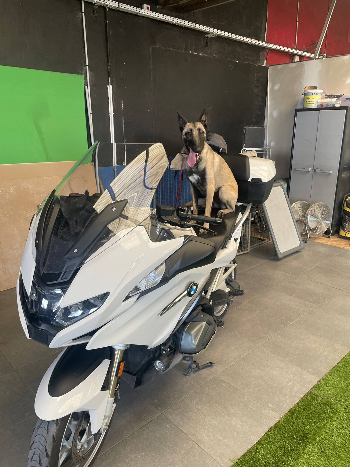 Chien transformé 1