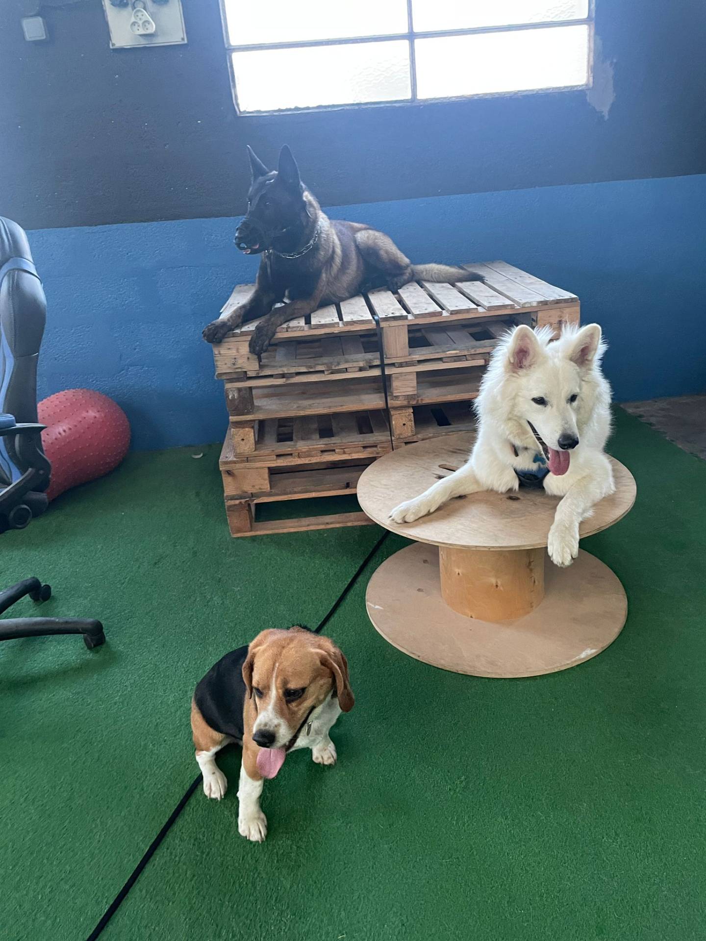Client Dream Dog