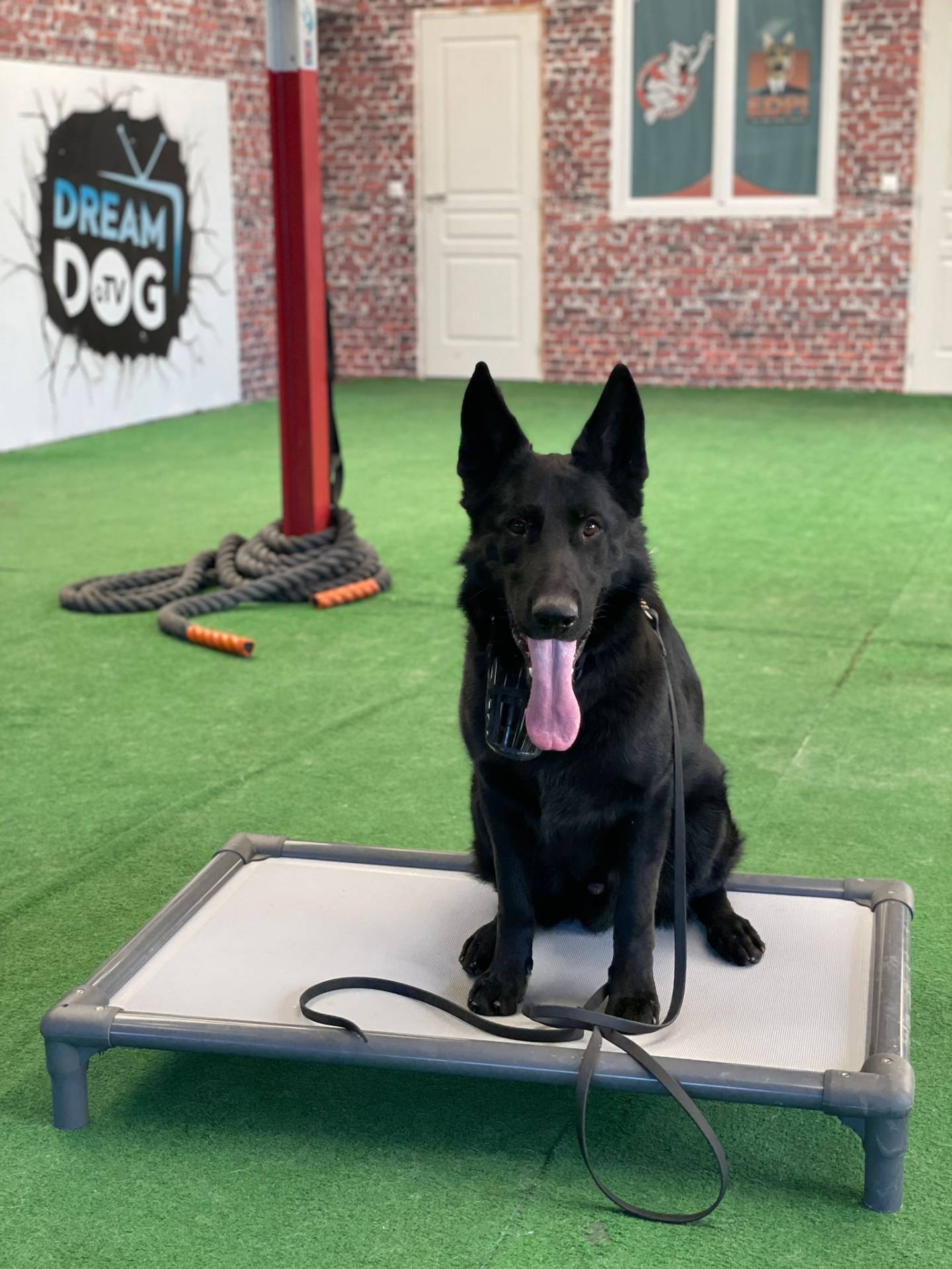 Client Dream Dog